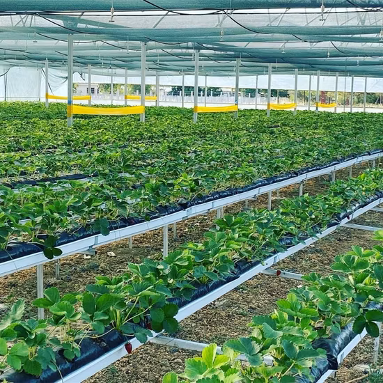 Culture de serre en PVC, gouttière hydroponique pour systèmes de culture de fraises